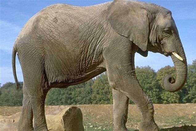 В Таиланде на украинского туриста упал слон