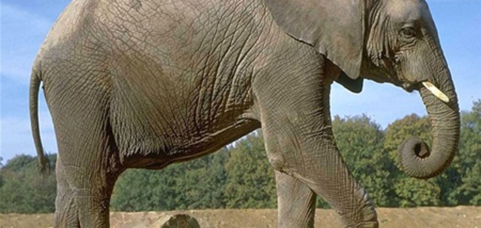 У Таїланді на українського туриста впав слон