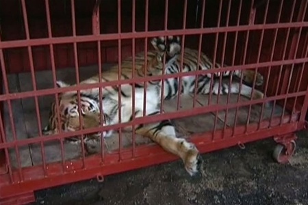 У Росії цирковий тигр напав на 3-річного хлопчика