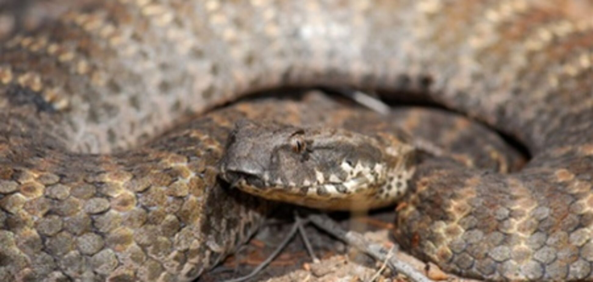 Австрийские пожарные разбежались при виде ядовитых змей