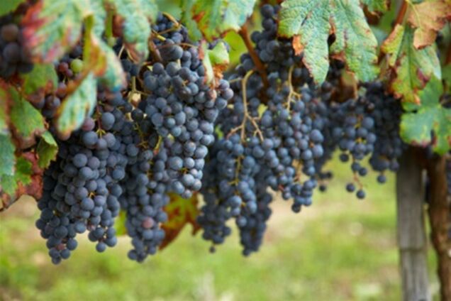 Винодельческая отрасль на 90% обеспечена собственным сырьем