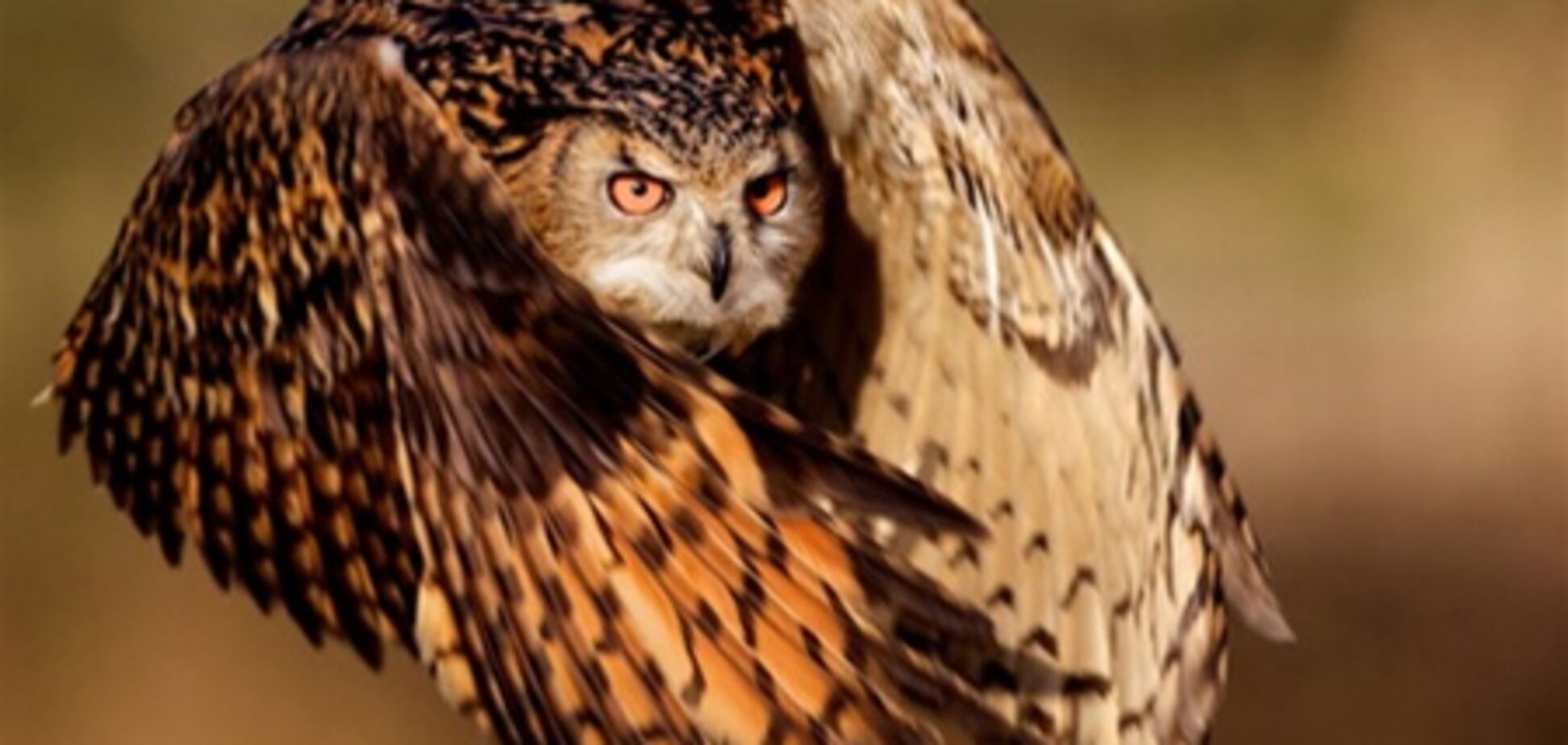 Лучшие фото National Geographic за декабрь 2011