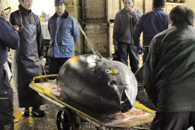 Тунця вагою майже 300 кг продали з аукціону за 736 тис. дол.