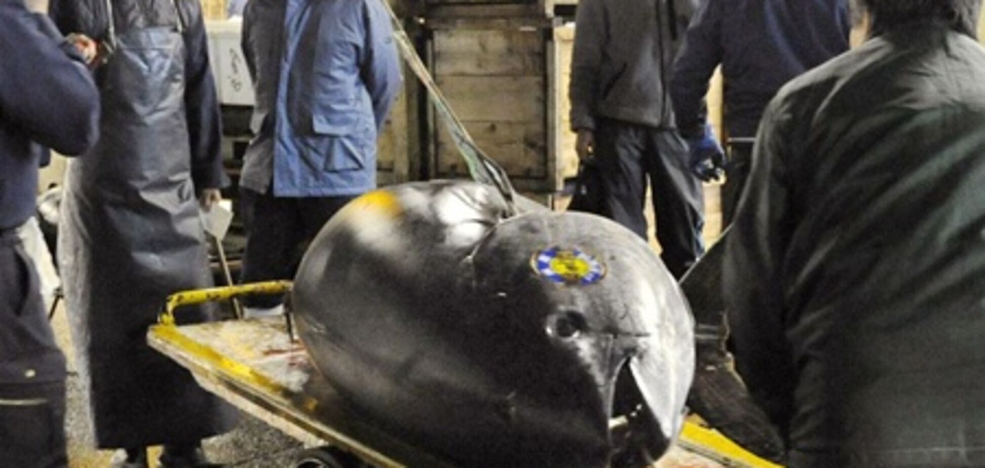 Тунця вагою майже 300 кг продали з аукціону за 736 тис. дол.