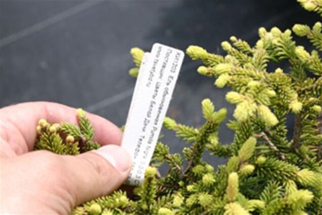 Биркування ялинок зменшило їх вирубку браконьєрами вдвічі