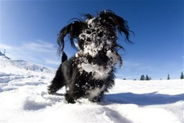 У США пес дивом вижив, провівши 4 дні під сніговим завалом