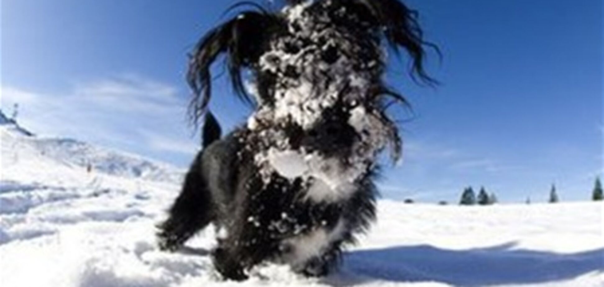 У США пес дивом вижив, провівши 4 дні під сніговим завалом