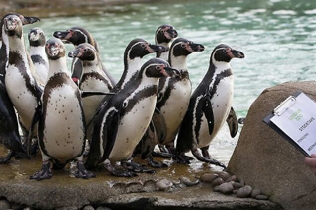 Перепис населення Лондонського зоопарку