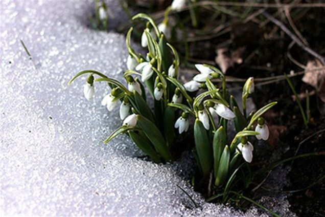 В Нью-Йорке из-за теплой погоды зацвели подснежники