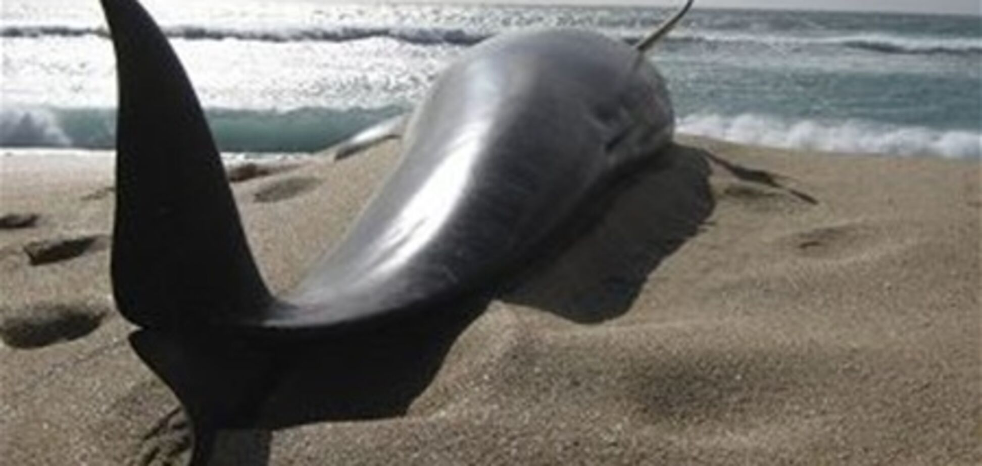 Дельфіни знову викинулися на берег Нової Зеландії