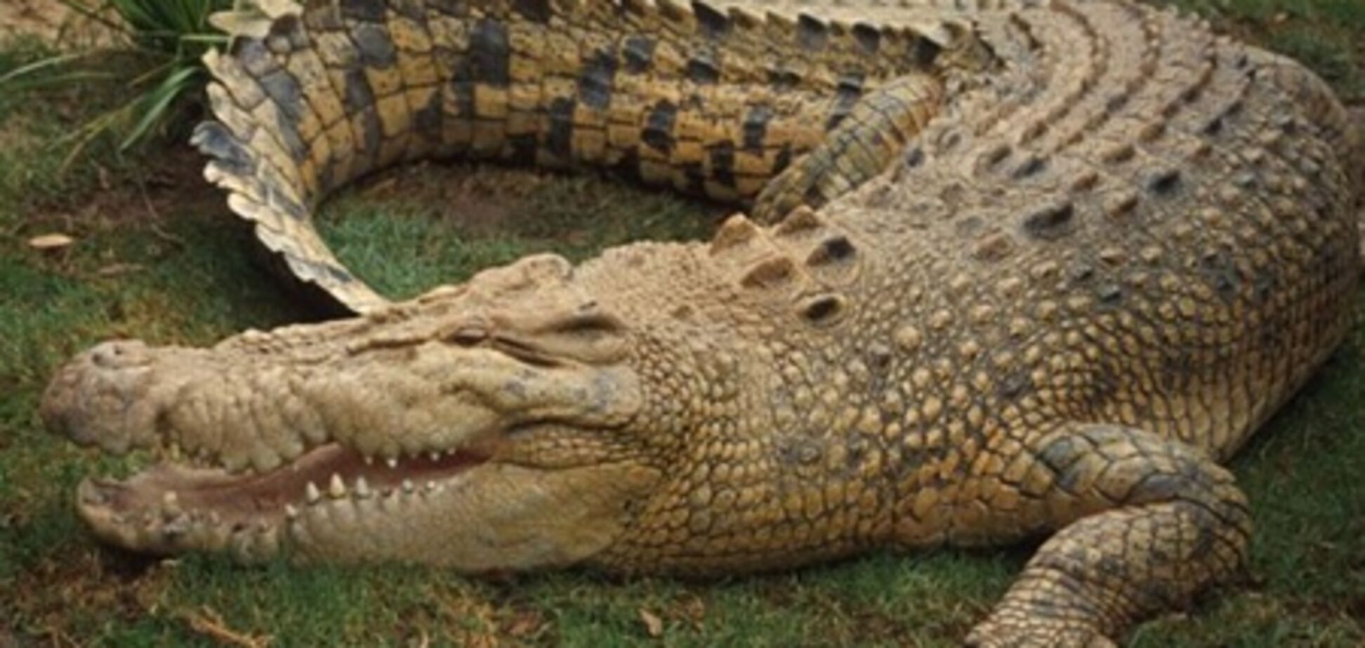 Австралийская семья обнаружила в своей гостиной гигантского крокодила