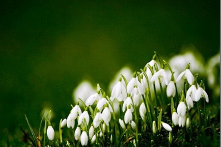 В Севастополе из-за аномально теплой погоды распустились цветы