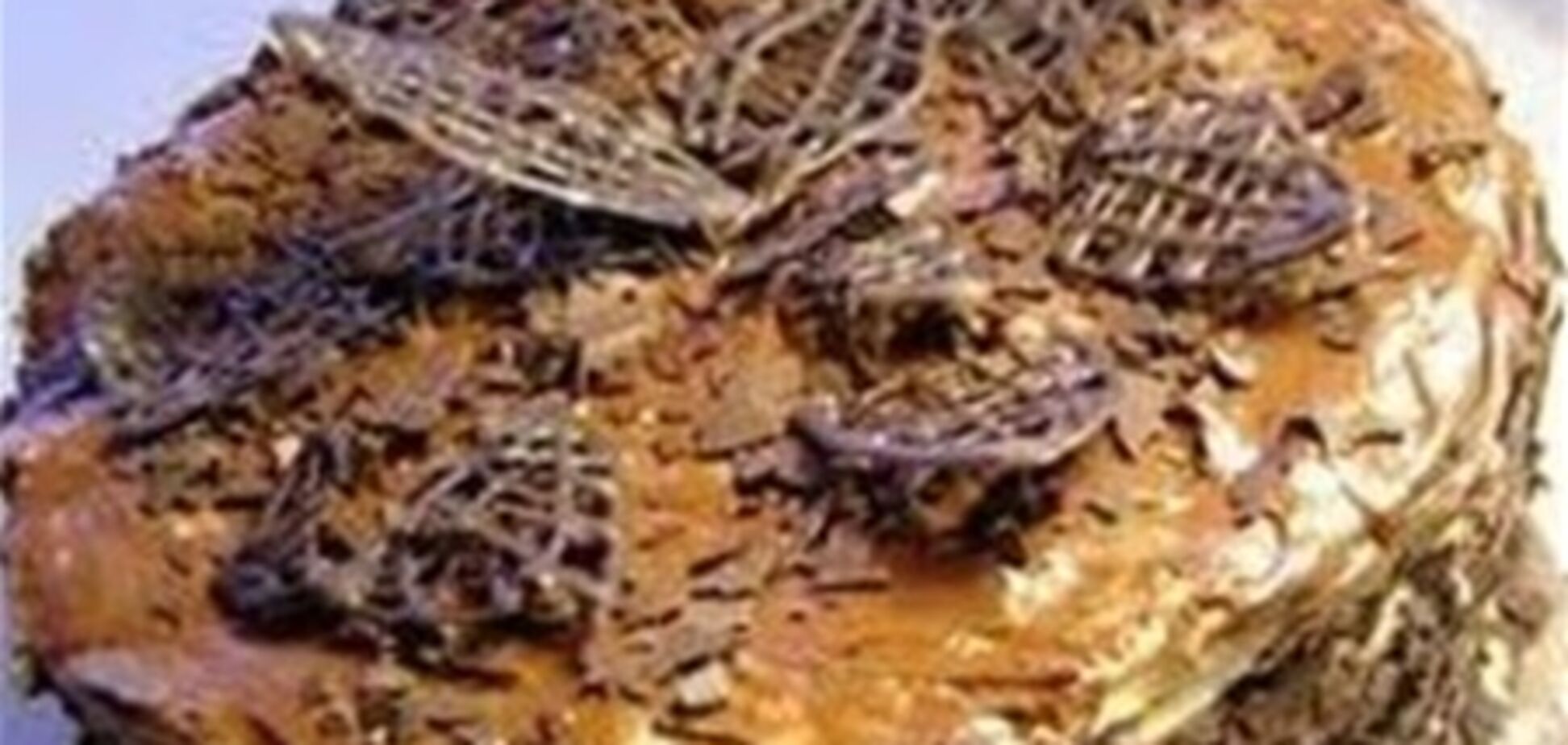 Торт Киевский