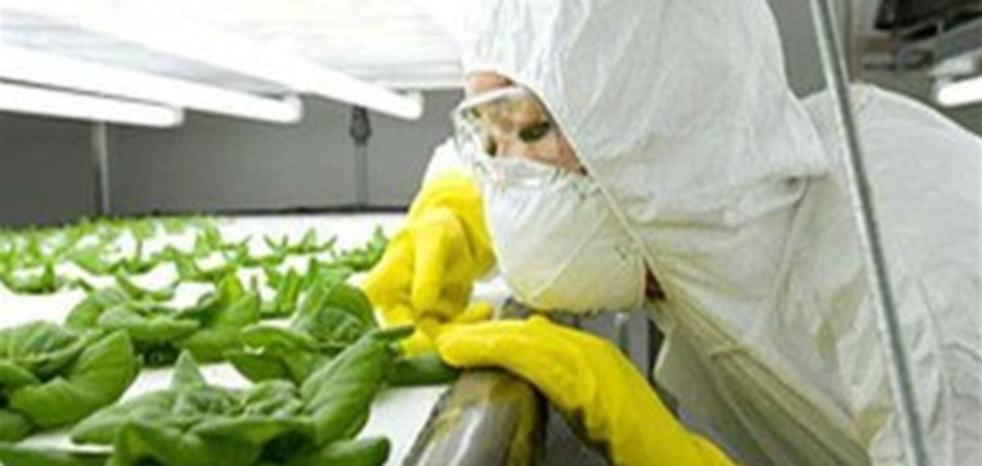В Украине выбрали институт, который будет испытывать ГМО