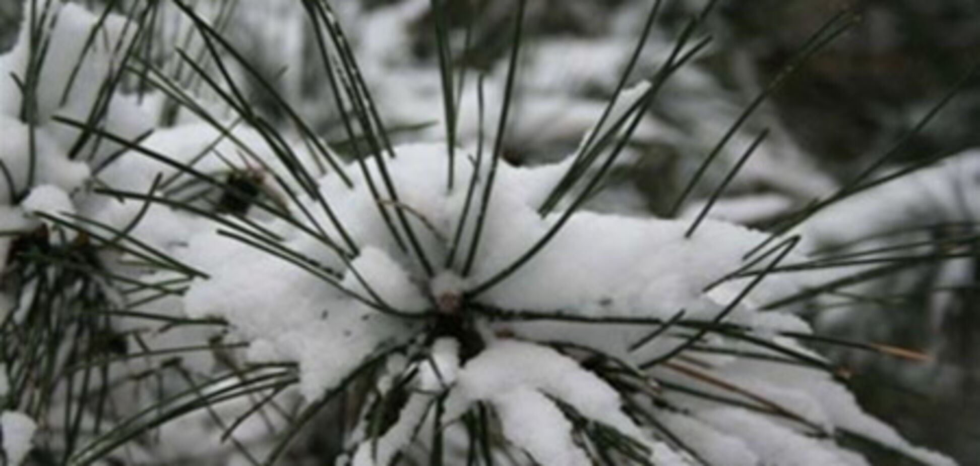 На Закарпатье объявлено штормовое предупреждение