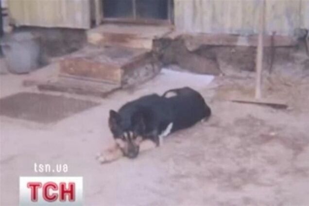 Киевский майор убил собаку: прокуратура начала проверку