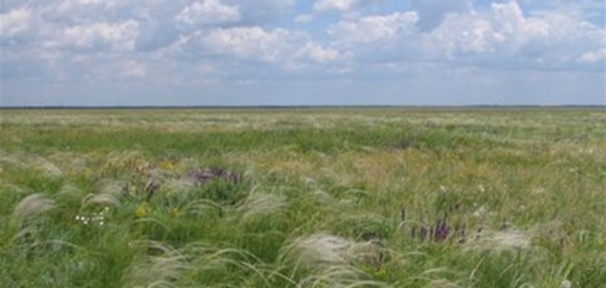 У заповіднику 'Асканія-Нова' через підпал сталася пожежа