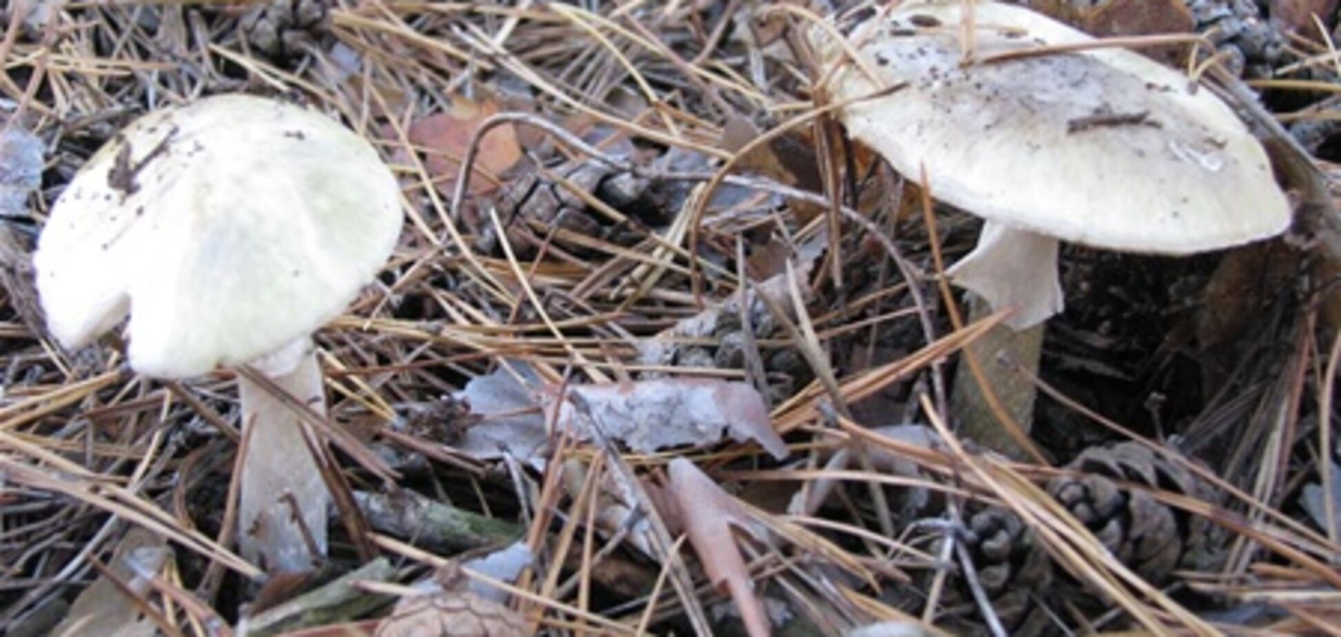 В Никополе семья из пяти человек отравилась грибами: 2 ребенка умерли