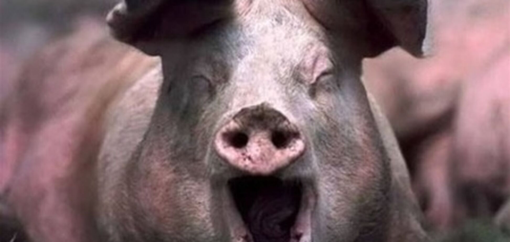У США фермера з'їли його власні свині