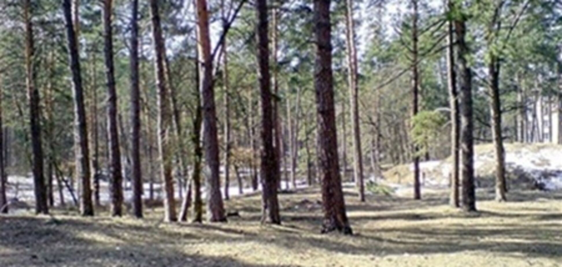 Прокуратура Киева всерьез взялась за Беличанский лес