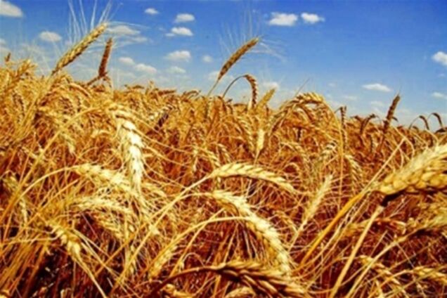 Украина сворачивает экспорт пшеницы