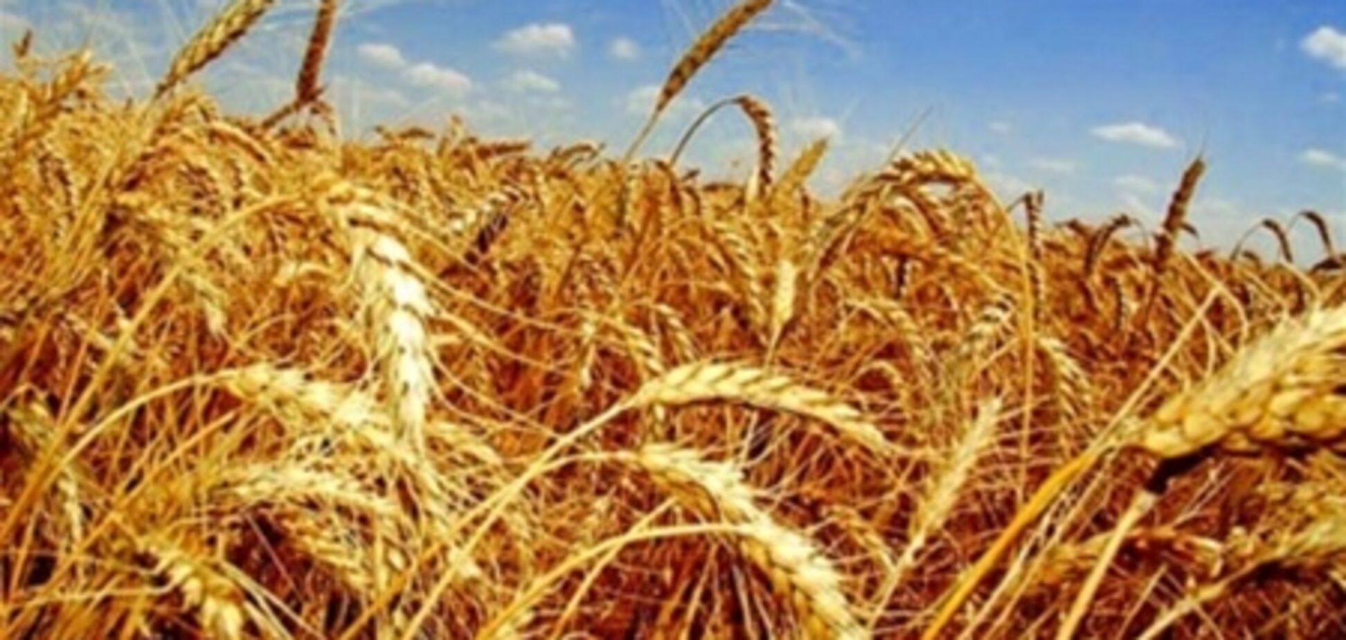 Украина сворачивает экспорт пшеницы