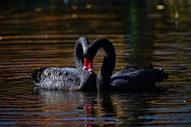 Гуси-лебеди