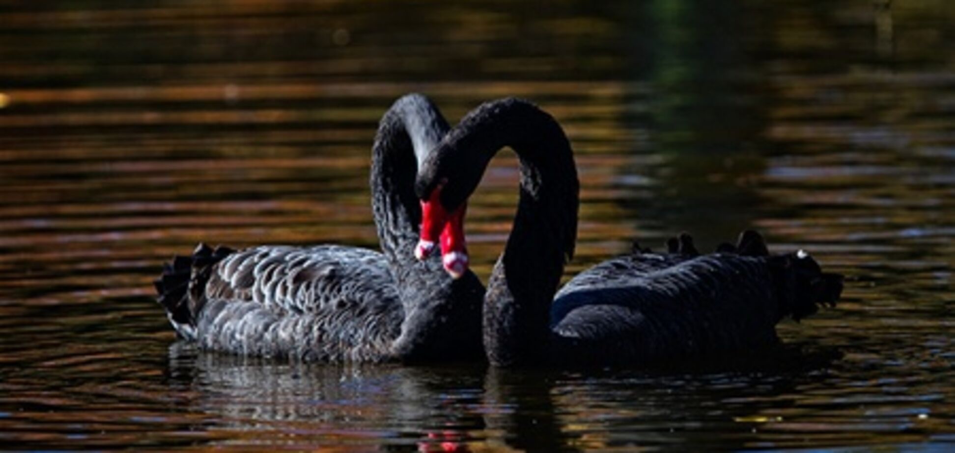 Гуси-лебеди