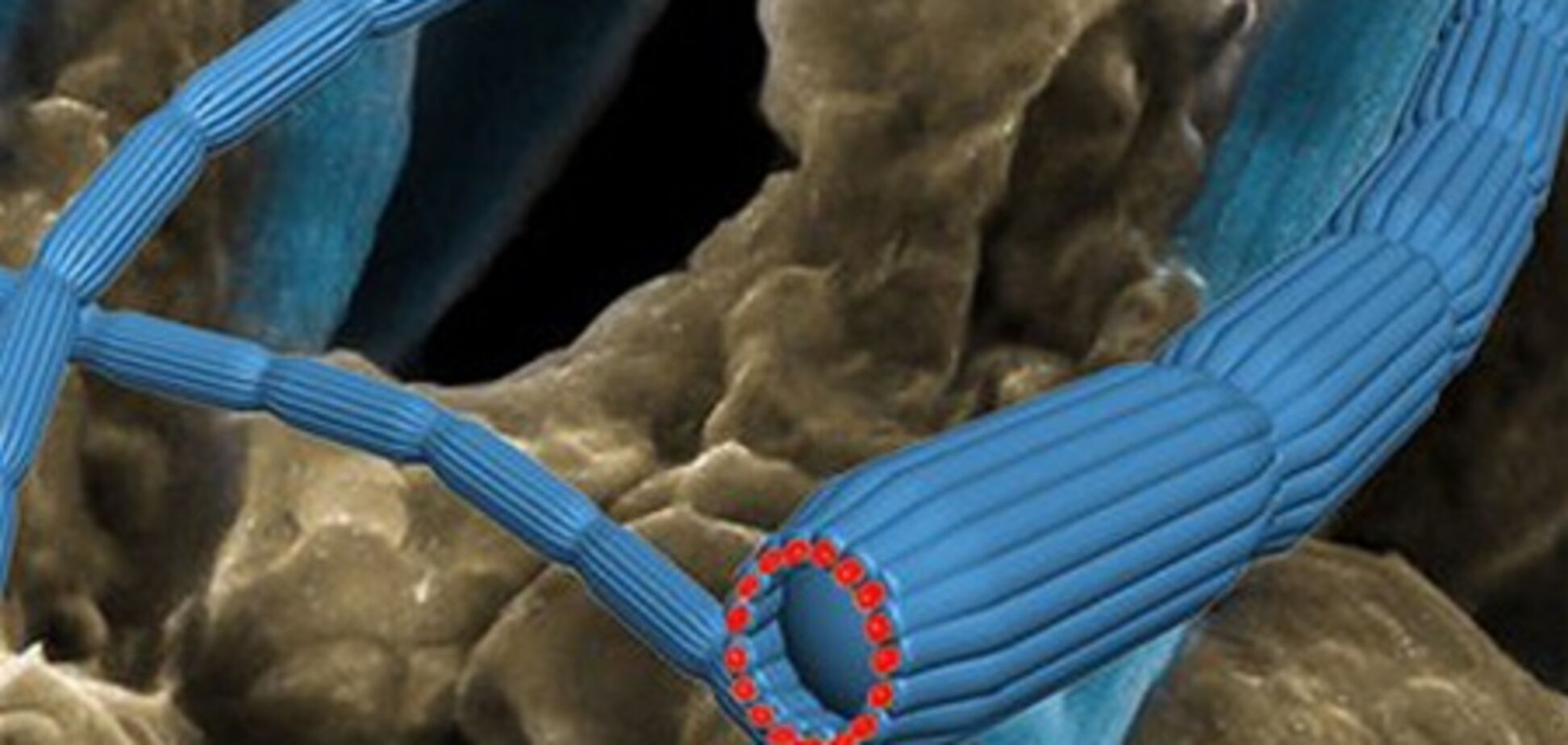 Ученые обнаружили новую форму жизни