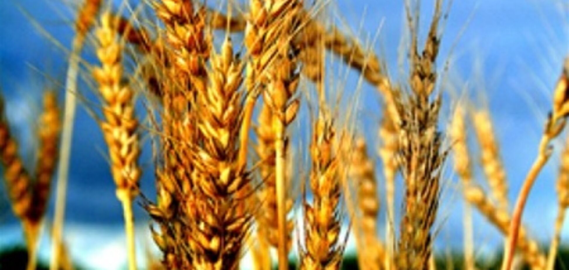 Украина отказалась от запрета на экспорт пшеницы