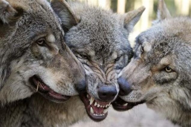 В Украине вчетверо выросла популяция волков: звери появились даже в городах