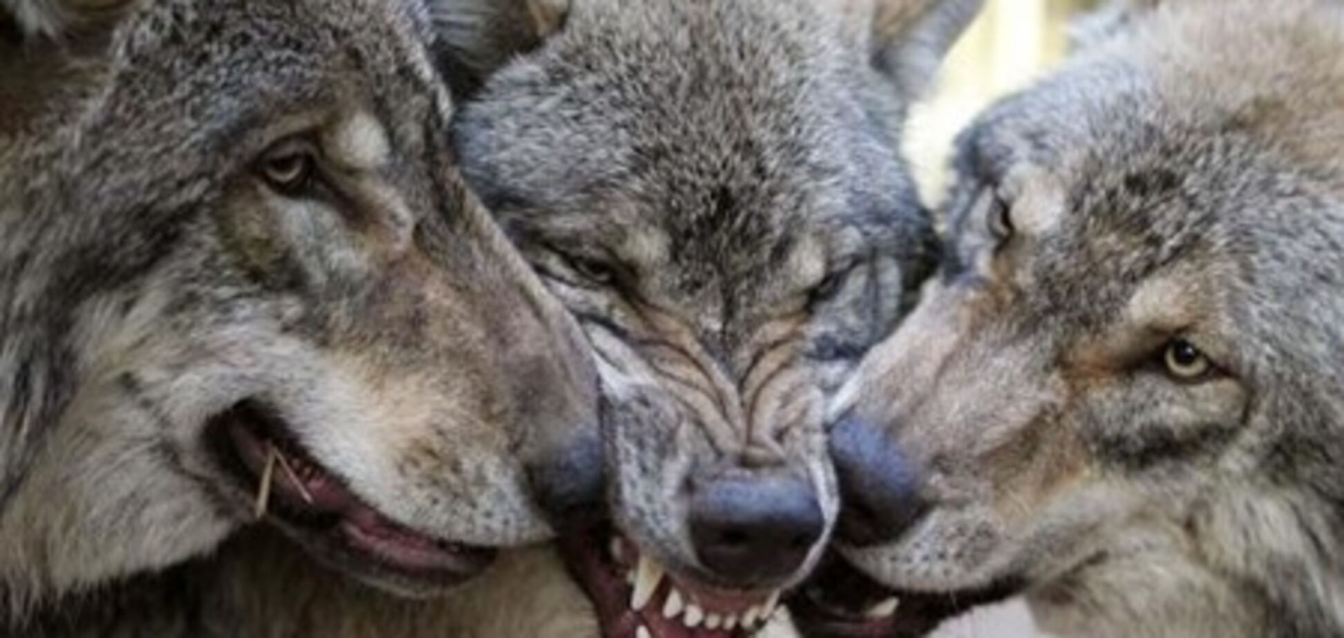 В Украине вчетверо выросла популяция волков: звери появились даже в городах