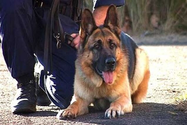 В Запорожье избили валютчика и похитили у него 1,5 млн