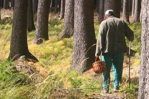 58 человек ищут в Закарпатской области пропавшего грибника