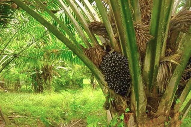 Пальмовое масло в продуктах можно растворить только бензином