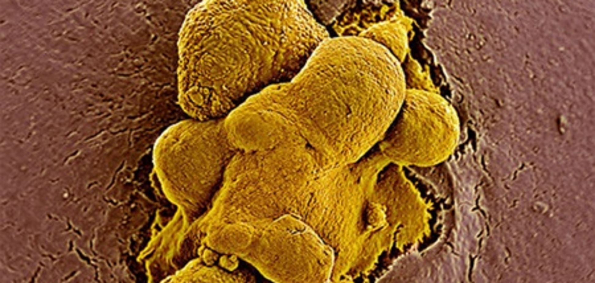 Нобелевский лауреат продолжит исследования в области стволовых клеток