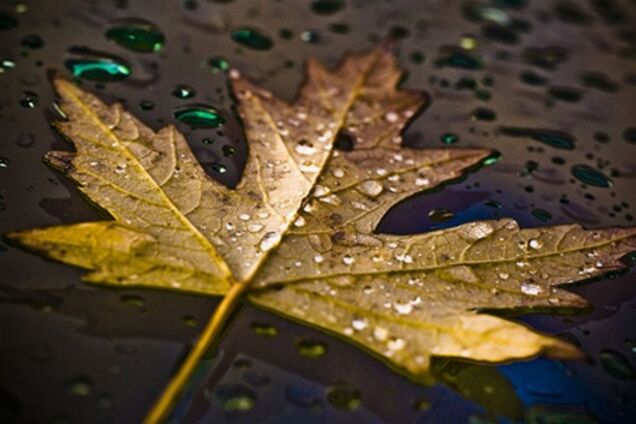 Синоптики рассказали, какой будет погода до конца ноября