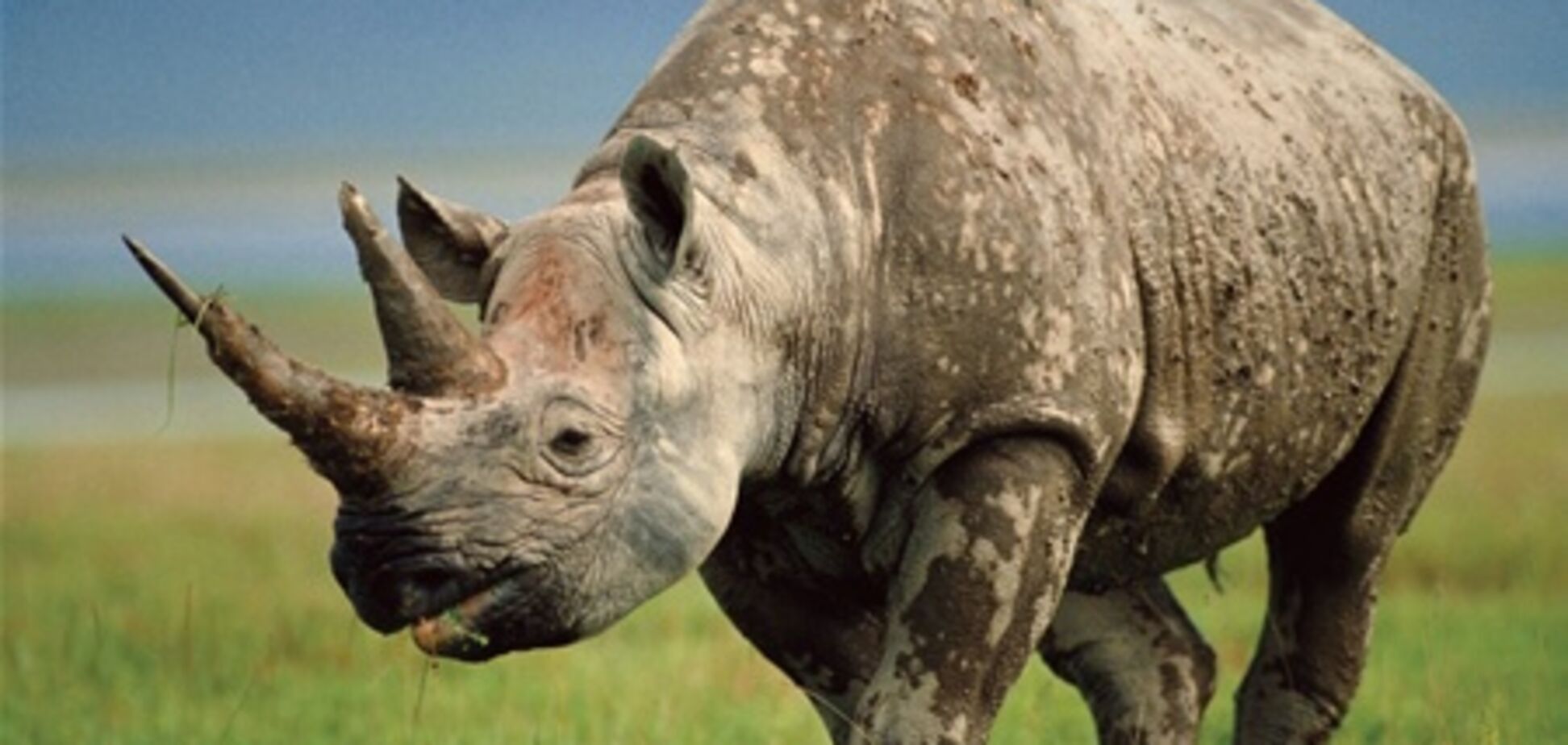 В ЮАР носорог напал на германскую туристку