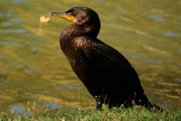 В США баклан 8 месяцев носил с собой фотоаппарат 