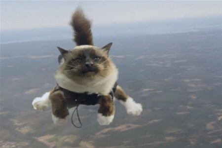 Страховщики ради рекламы 'выбросили' из самолета котов-парашютистов. Видео