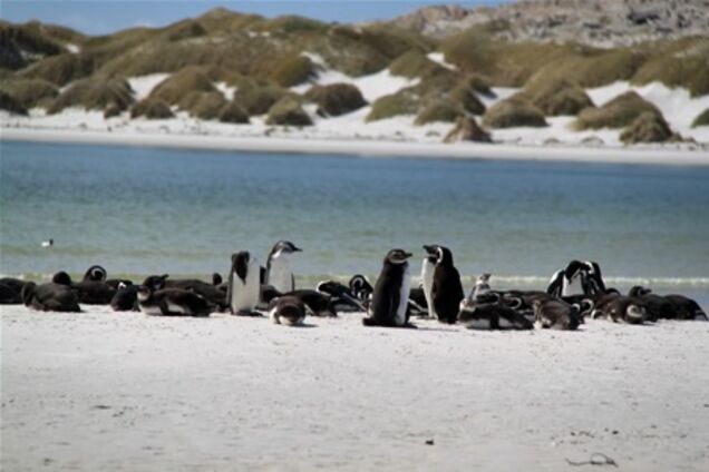 Фолклендские острова ожидает успешный туристический год