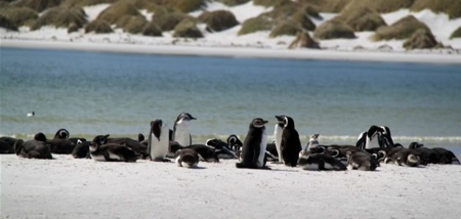 Фолклендские острова ожидает успешный туристический год