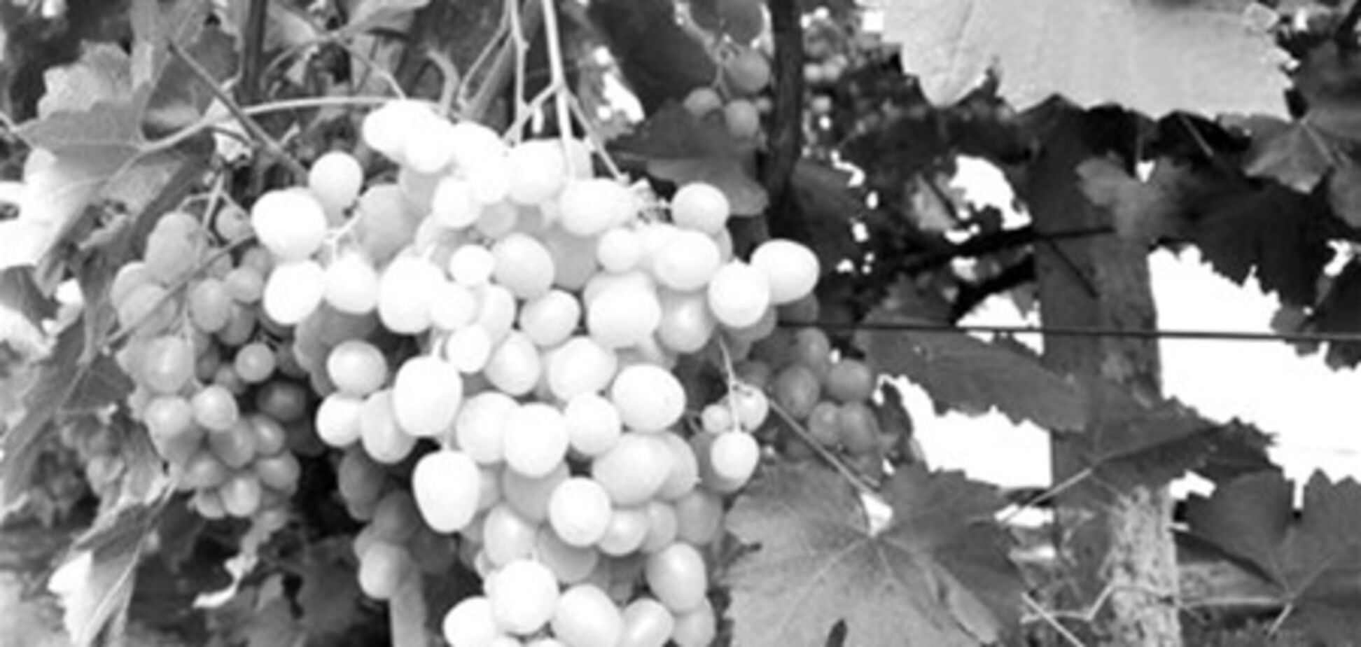 Около половины виноградников Крыма достигли критического возраста