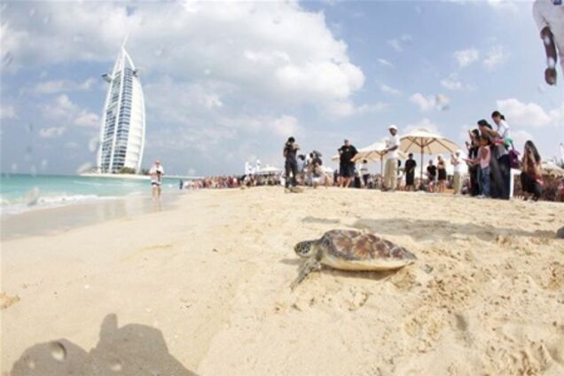 В Дубае завершилась гонка морских черепах