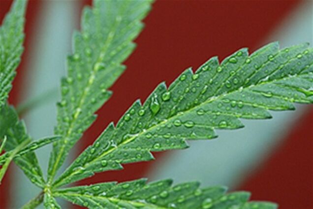 В Финляндии легализовали марихуану