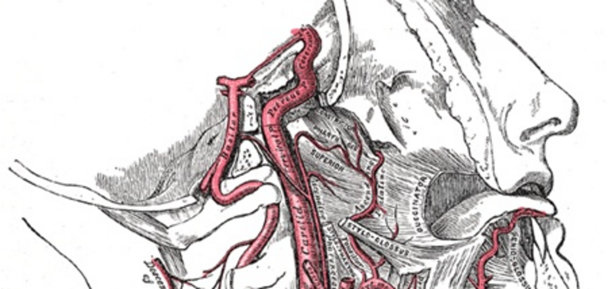 В Украине будут запрещать игру 'Собачий кайф', из-за которой умирают подростки