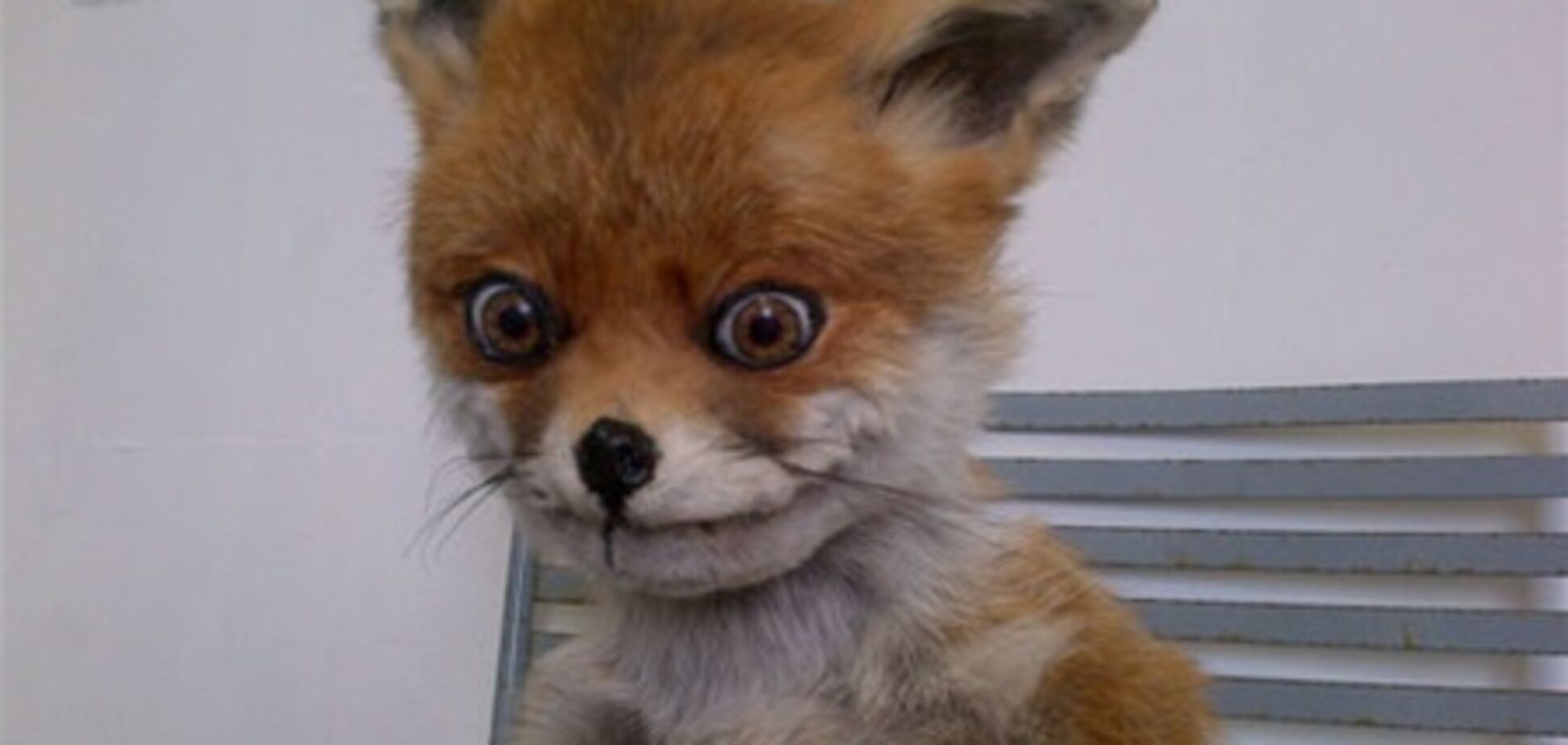 Интернет-звезду 'Упоротый лис' продали на аукционе. Фото