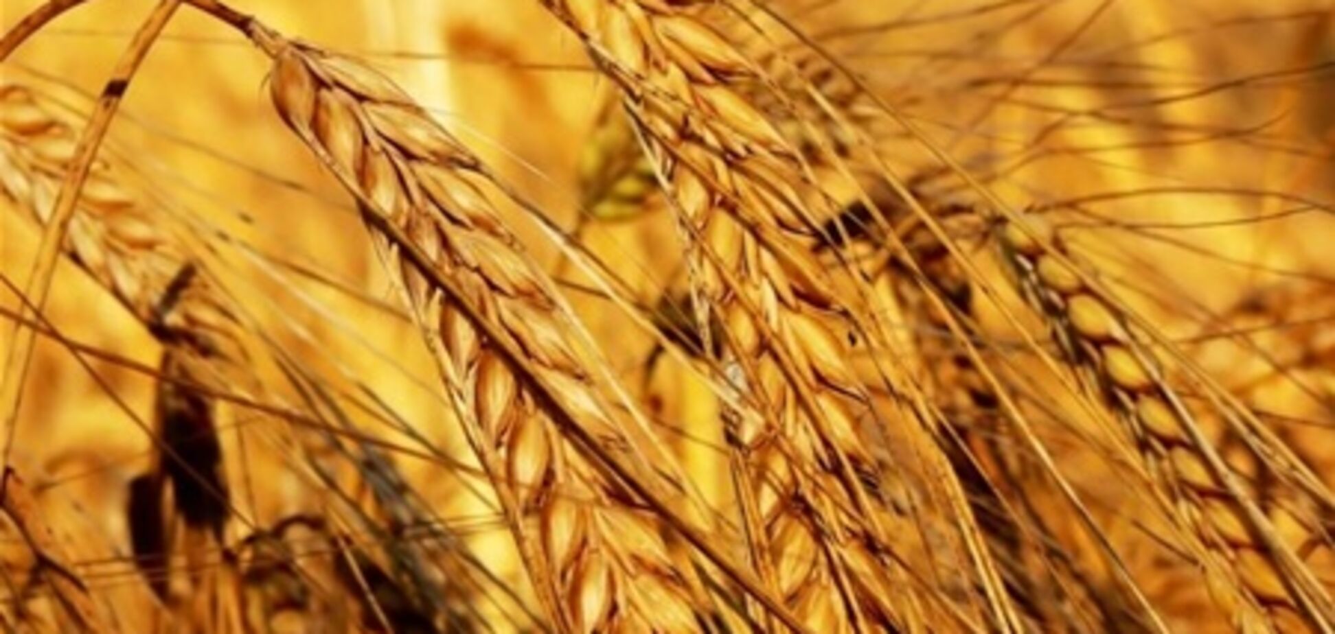 В МинАПК считают, что оснований для ограничения экспорта пшеницы нет