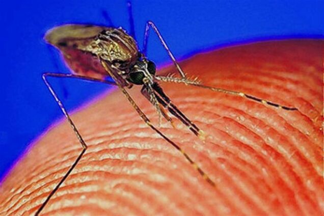 В Греции туристам угрожает малярия