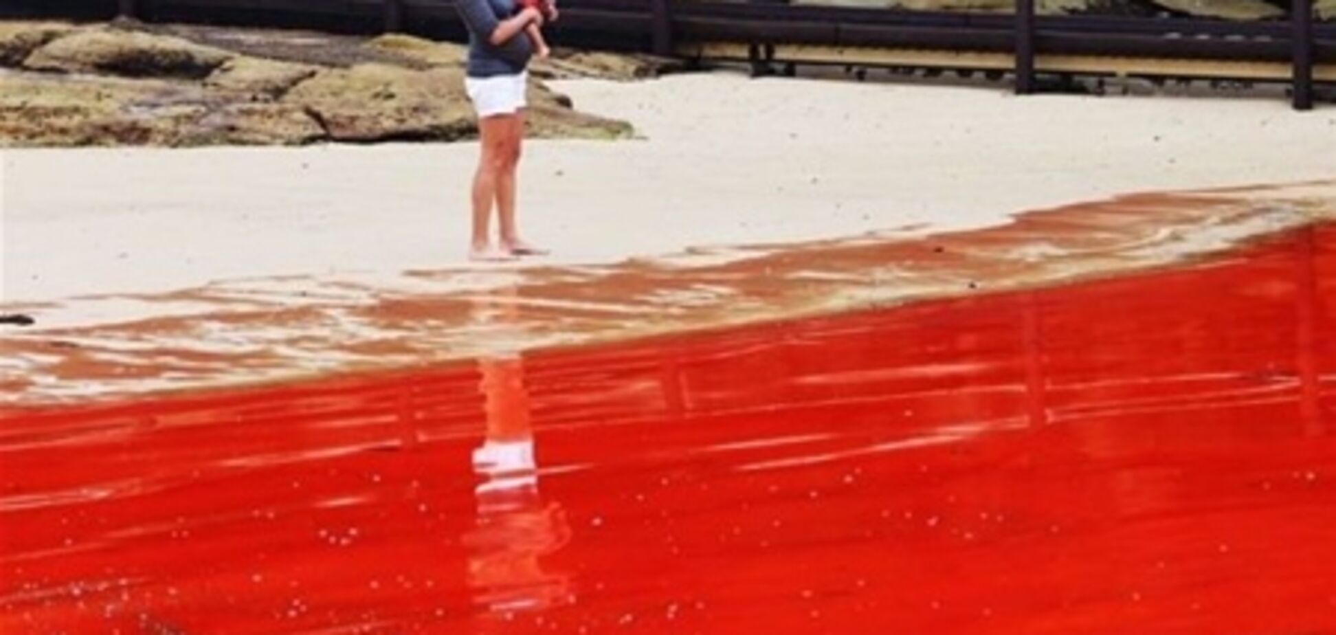 Пляжи Сиднея закрыли из-за водорослей